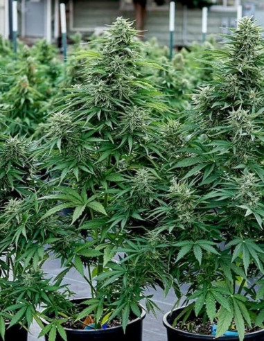 Cosmos F1 CBD Feminized (Royal queen Seeds)-Royal Queen Seeds-GnomesGarden