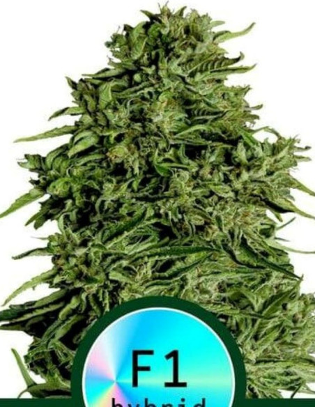 Cosmos F1 CBD Feminized (Royal queen Seeds)-Royal Queen Seeds-GnomesGarden