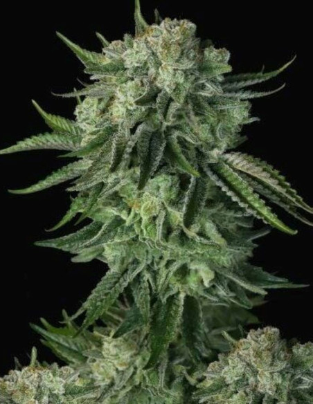 Moby Dick Auto Feminized (FastBuds)-FastBuds-GnomesGarden