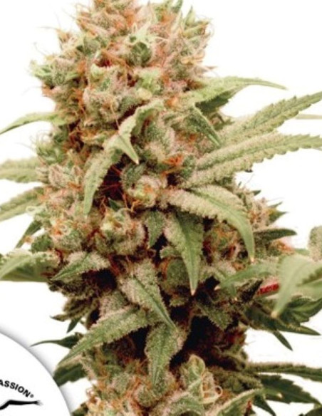 CBG-Force Feminisierte (Dutch Passion)-Dutch Passion-GnomesGarden
