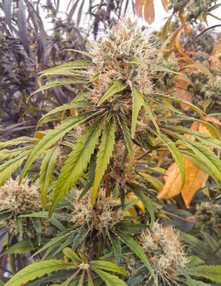 CBG-Force Feminized (Dutch Passion)-Dutch Passion-GnomesGarden