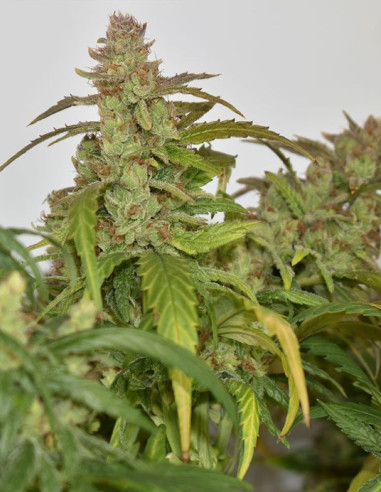 CBG-Force Feminized (Dutch Passion)-Dutch Passion-GnomesGarden