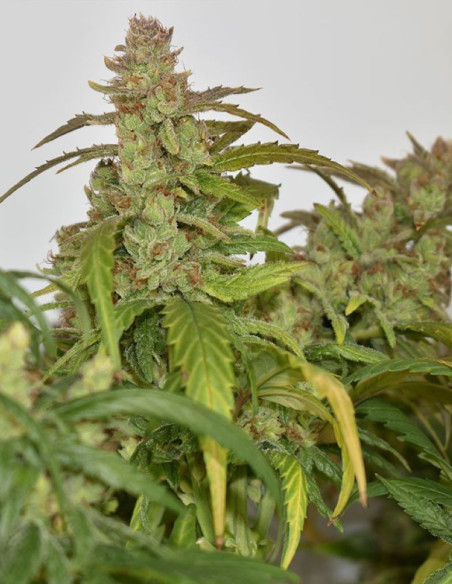CBG-Force Feminized (Dutch Passion)-Dutch Passion-GnomesGarden