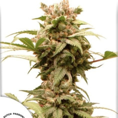 Auto CBG-Force Feminisierte (Dutch Passion)
