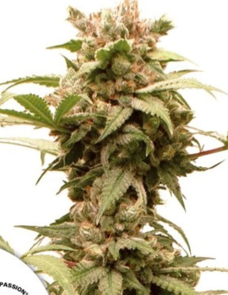 Auto CBG-Force Feminizowane (Dutch Passion)-Dutch Passion-GnomesGarden