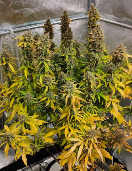 Auto CBG-Force Feminizada (Dutch Passion)-Dutch Passion-GnomesGarden