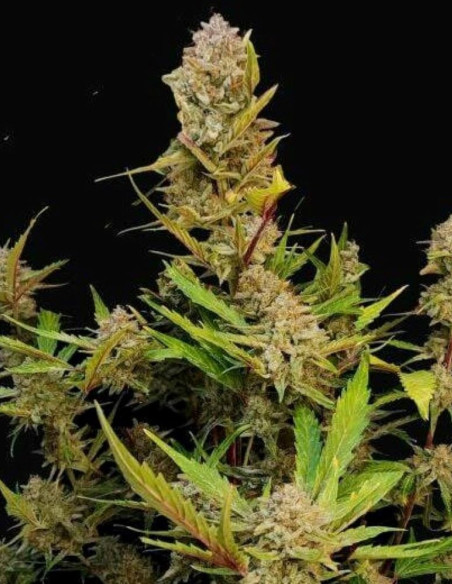 Apricot Auto Feminizowane (FastBuds)-FastBuds-GnomesGarden