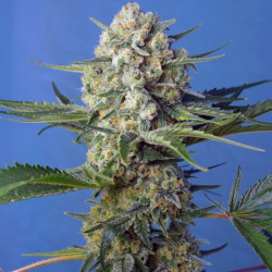 Crystal Candy F1 Fast Version Feminized...