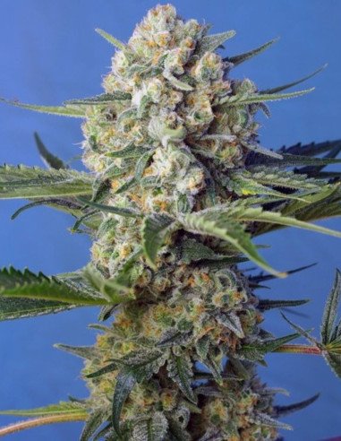 Crystal Candy F1 Fast Version Feminized (Sweet Seeds)