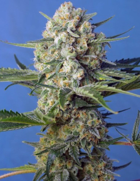 Crystal Candy F1 Fast Version Feminized (Sweet Seeds)-Sweet Seeds-GnomesGarden
