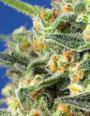 Crystal Candy F1 Fast Version Feminized (Sweet Seeds)-Sweet Seeds-GnomesGarden