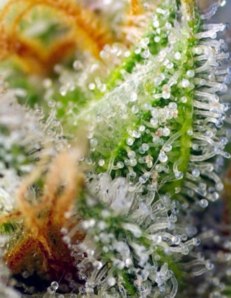 Crystal Candy F1 Fast Version Feminized (Sweet Seeds)-Sweet Seeds-GnomesGarden