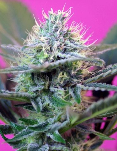 + Speed Auto Feminizowane (Sweet Seeds)