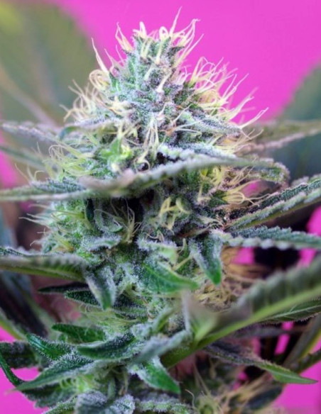 + Speed Auto Feminized (Sweet Seeds)-Sweet Seeds-GnomesGarden