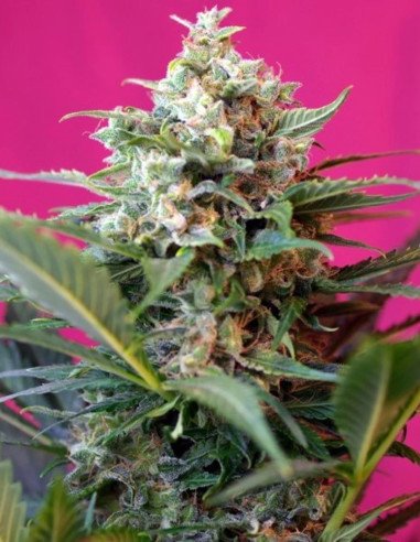 Big Devil XL Auto Feminizowane (Sweet Seeds)