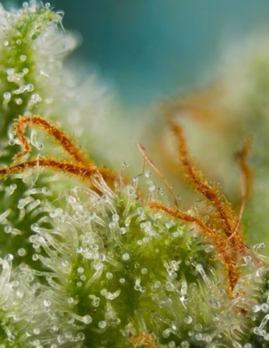 Big Devil XL Auto Feminizowane (Sweet Seeds)-Sweet Seeds-GnomesGarden