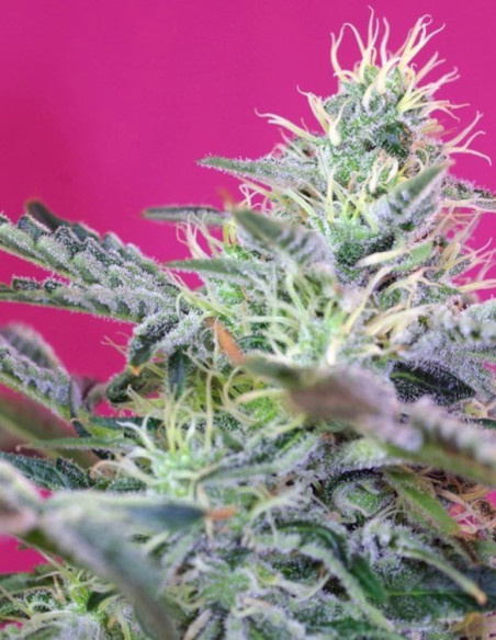 Sweet Cheese Auto Feminized (Sweet Seeds)-Sweet Seeds-GnomesGarden