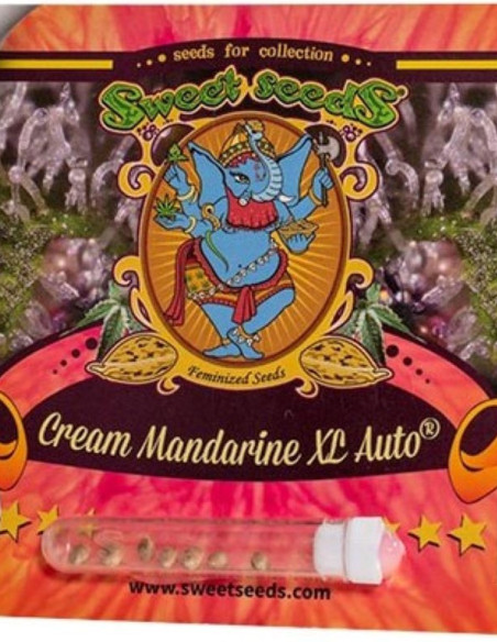 Cream Mandarine XL AUTO Feminized (Sweet Seeds)-Sweet Seeds-GnomesGarden