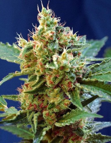 Cream Mandarine XL AUTO Feminizowane (Sweet Seeds)