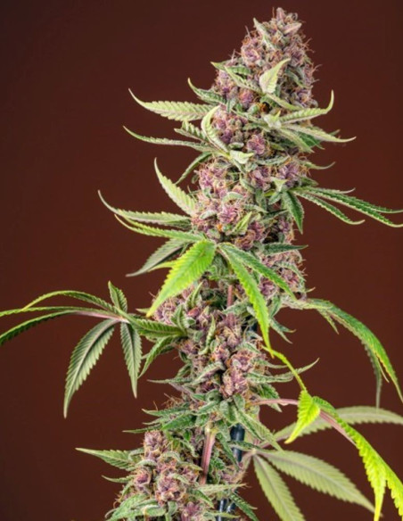 Red Mandarine F1 Fast Version Feminized (Sweet Seeds)-Sweet Seeds-GnomesGarden