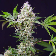 Sweet Amnesia Haze XL Auto Feminizowane  (Sweet Seeds)