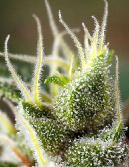 Gorilla Girl F1 Fast Version Feminised (Sweet Seeds)-Sweet Seeds-GnomesGarden