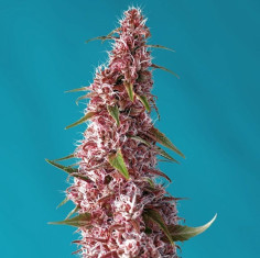 Red Pure Auto CBD Feminisierte (Sweet Seeds)