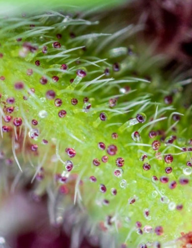 Red Pure Auto CBD Feminisierte (Sweet Seeds)-Sweet Seeds-GnomesGarden