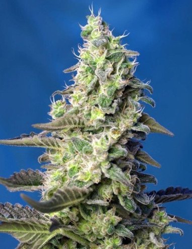 Green Poison Auto Xl Feminizowane (Sweet Seeds)