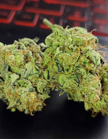 Biscotti Feminizowane (Gnomes Seeds)-Gnomes Seeds-GnomesGarden