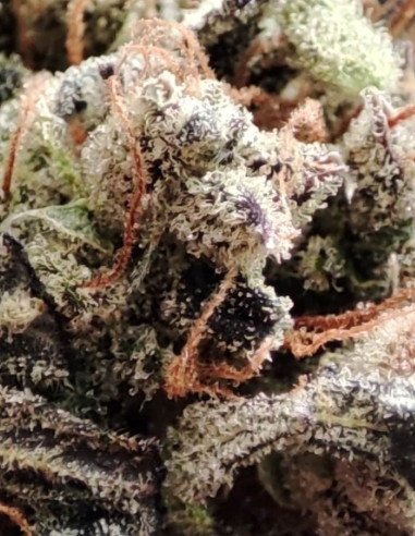 Biscotti Feminisiert (Gnomes Seeds)-Gnomes Seeds-GnomesGarden