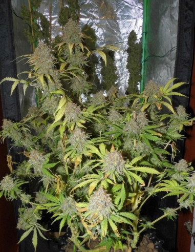 (MAC) Miracle Alien Cookies Feminized (Gnomes Seeds)-Gnomes Seeds-GnomesGarden