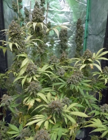(MAC) Miracle Alien Cookies Feminized (Gnomes Seeds)-Gnomes Seeds-GnomesGarden