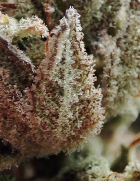 Candy Rain Feminisiert (Gnomes Seeds)-Gnomes Seeds-GnomesGarden