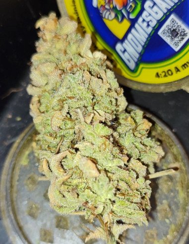Wedding Cake x Zkittlez Feminisiert (Gnomes Seeds)