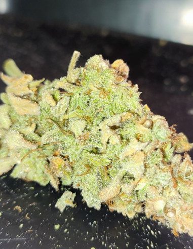 Wedding Cake x Zkittlez Feminized (Gnomes Seeds)-Gnomes Seeds-GnomesGarden