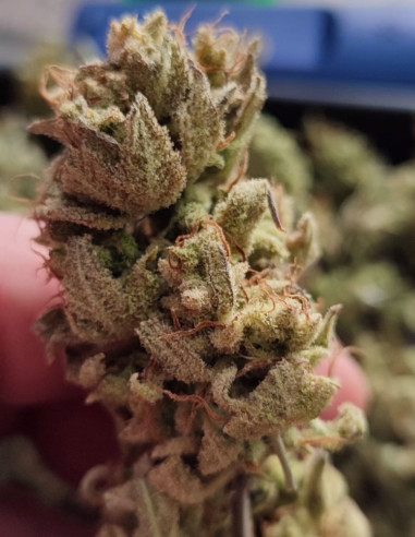 Wedding Cake x Zkittlez Feminized (Gnomes Seeds)-Gnomes Seeds-GnomesGarden