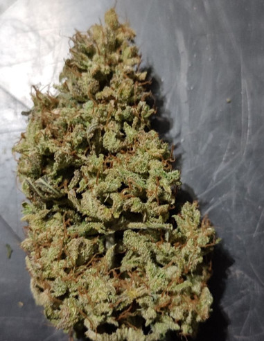 Jealousy Feminizado (Gnomes Seeds)-Gnomes Seeds-GnomesGarden