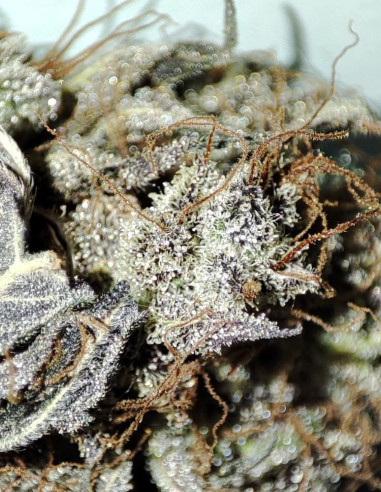 Jealousy Feminizado (Gnomes Seeds)-Gnomes Seeds-GnomesGarden