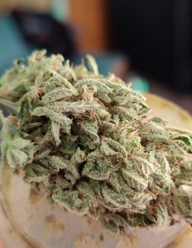 Auto Cindy 99 Feminizowane (Gnomes Seeds)