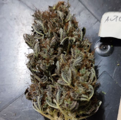 Auto Shiskaberry Gorilla Feminizado (Gnomes Seeds)