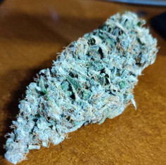 Auto Gorilla Zookies Feminisiert (Gnomes Seeds)