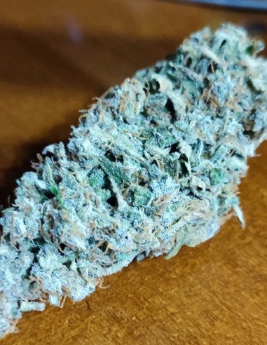 Auto Gorilla Zookies Feminizowane (Gnomes Seeds)