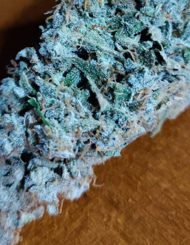 Auto Gorilla Zookies Feminizovane (Gnomes Seeds)-Gnomes Seeds-GnomesGarden