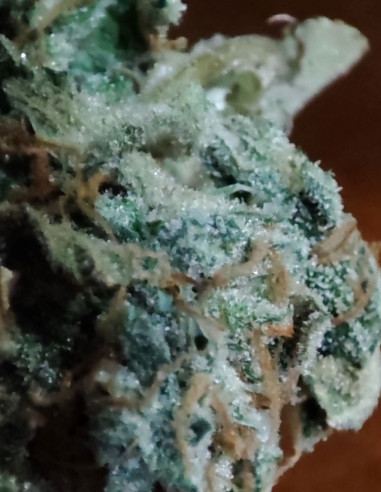 Auto Gorilla Zookies Feminizovane (Gnomes Seeds)-Gnomes Seeds-GnomesGarden