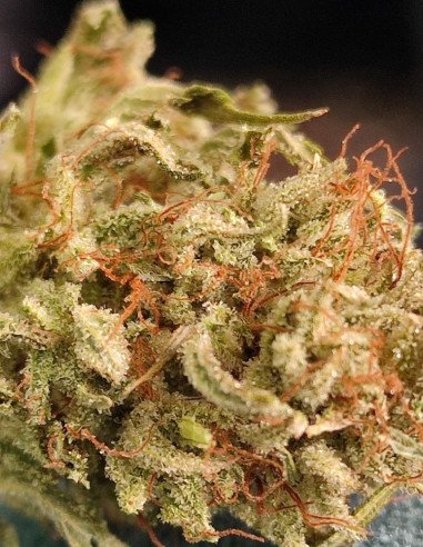 Auto Lemon Jack Feminisiert (Gnomes Seeds)