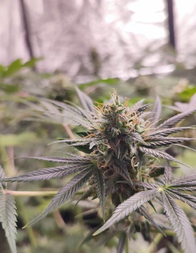 Fast DFG F1 Alien Feminized (Gnomes Seeds)