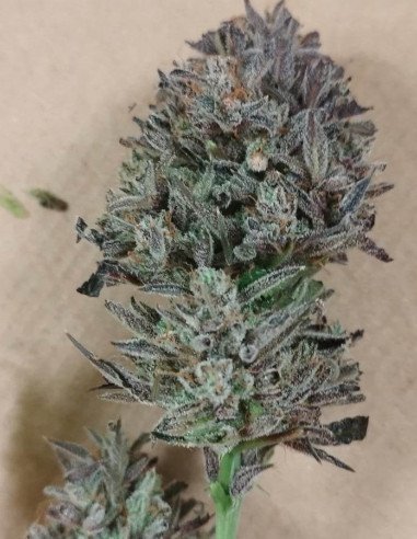 Auto Bears Og Alien Feminisiert (Gnomes Seeds)