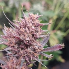 Auto Tahoe Toofless Feminizado (Gnomes Seeds)