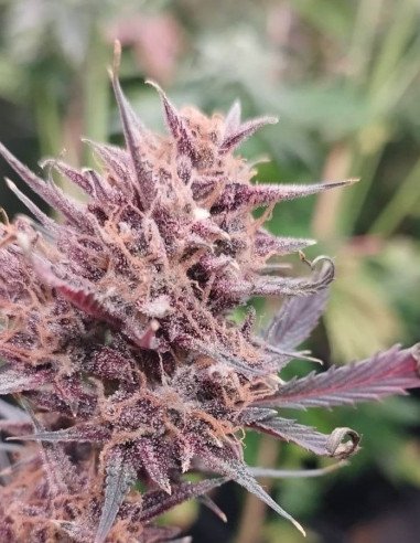 Auto Tahoe Toofless Feminized (Gnomes Seeds)